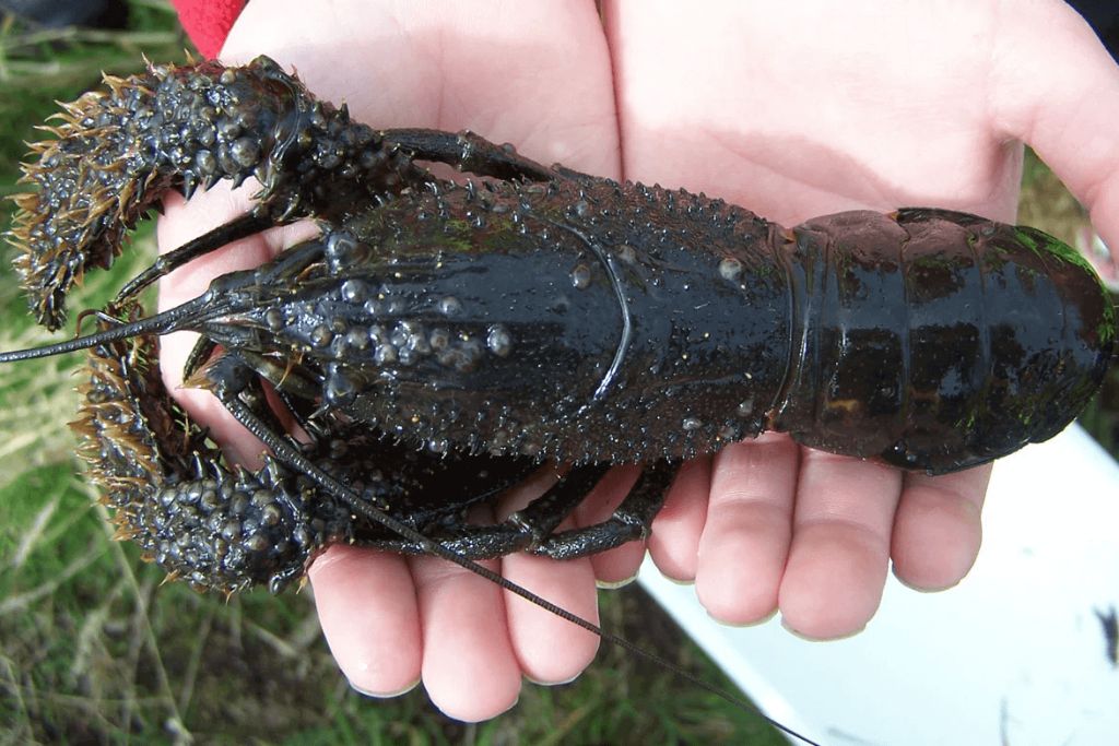 Koura-Crayfish