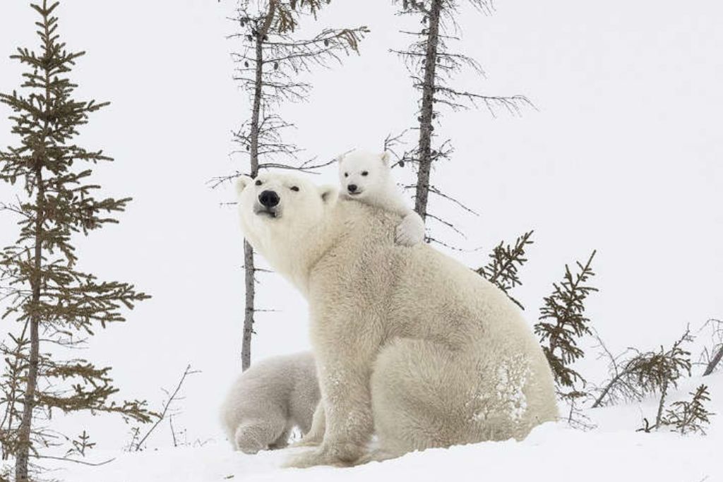 Adorable-polar-bear-cubs-explore-snow-for-the-first-time