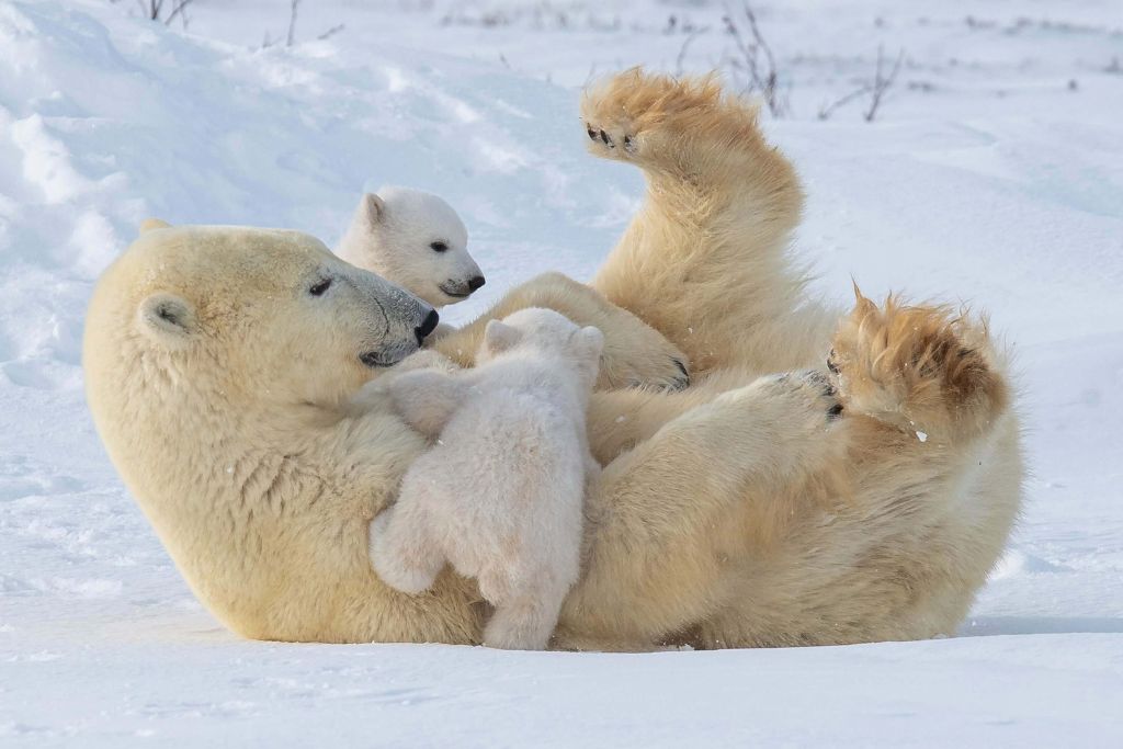 baby-polar-bear-with-mother