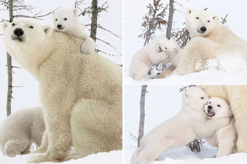 bayby-polar-bear-canada