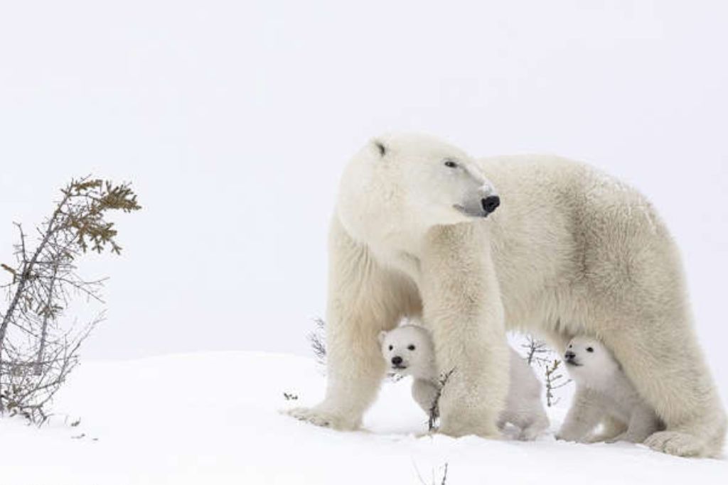 adorable-baby-polar-bear