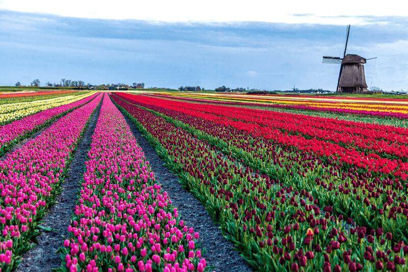 Flevoland-Tulips-Field