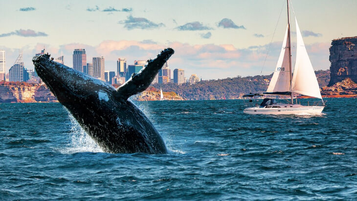 humpback-whales-activities-sydney-winter