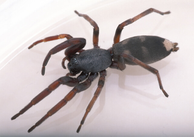 White-tailed-spider 