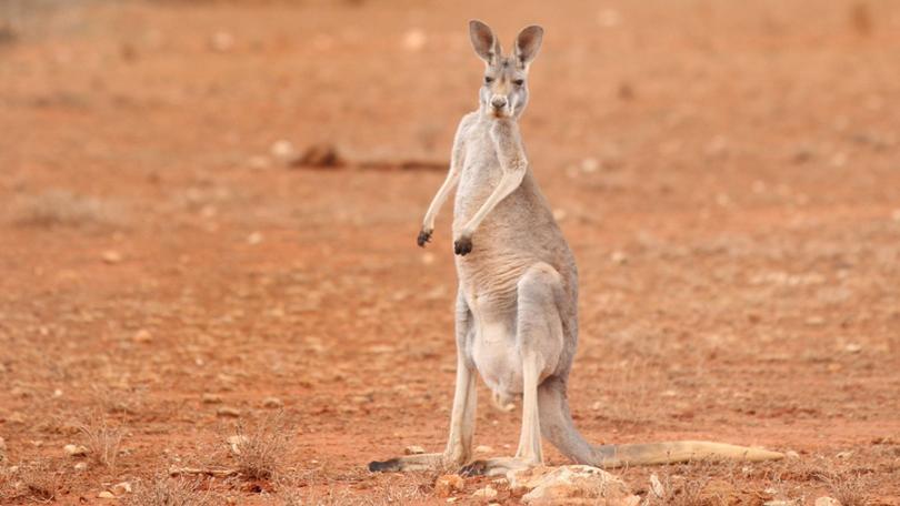 grey-kangaroo