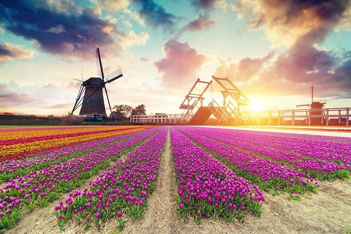 Free-Dutch-Tulips-Visit