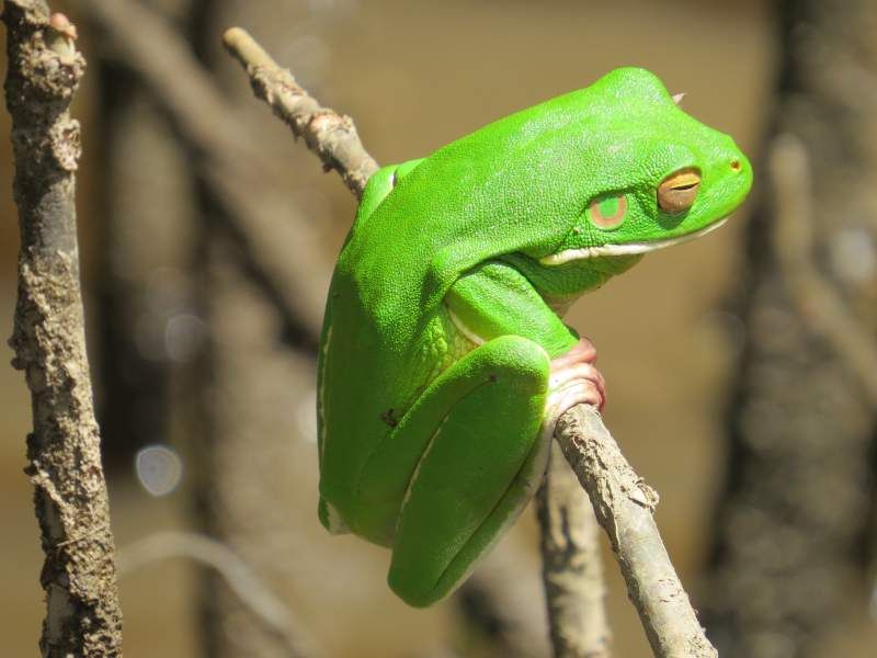 Giant Tree-Frog 