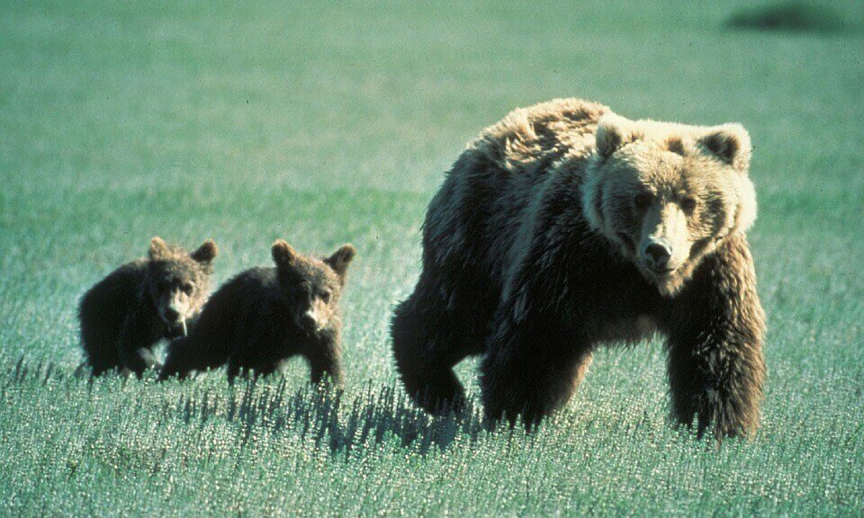 Bears-In-Canadian-Shield