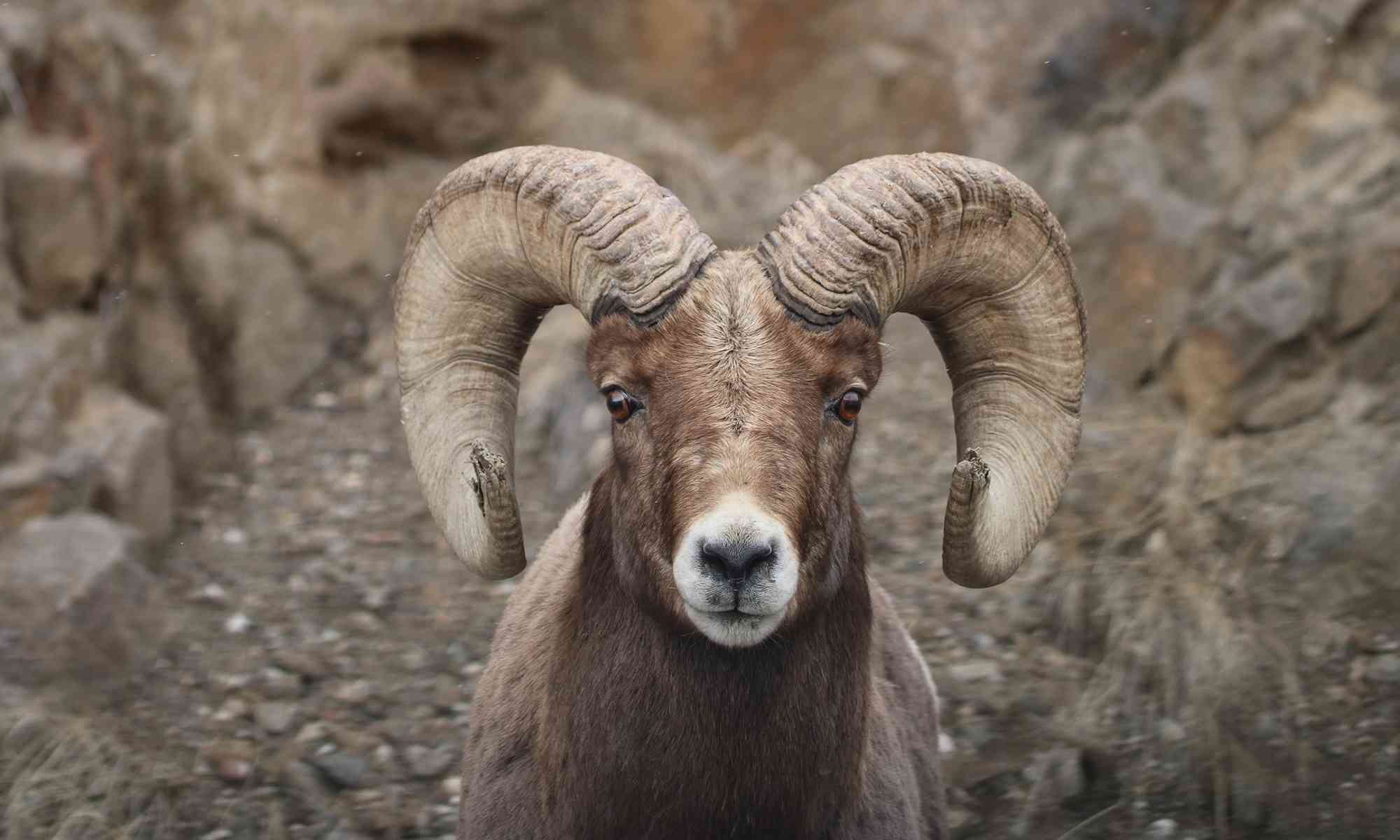 bighorn_sheep_mountain-sheep-canada