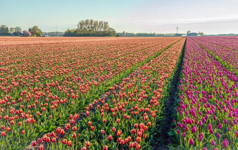 Tulips-Field-In-Zeeuws-Vlaanderen