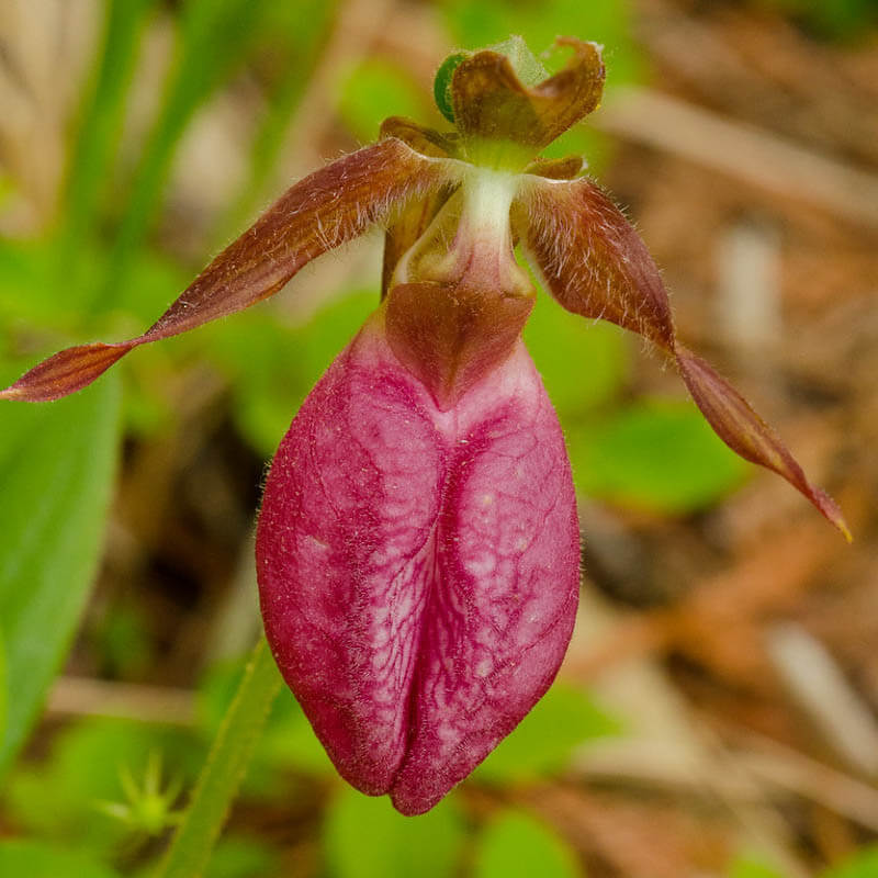 Pink-Ladys-Slipper-Orchid