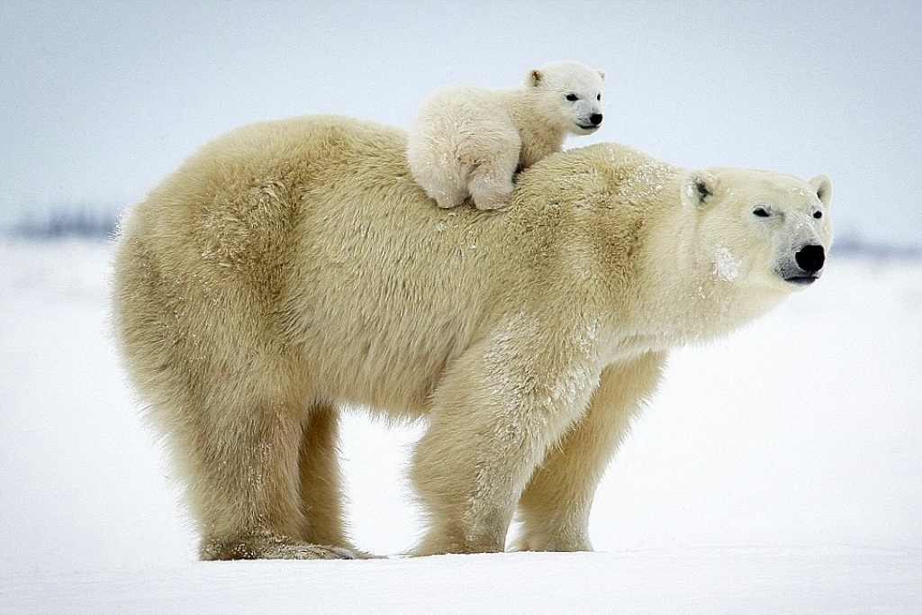 Cute-polar-bear