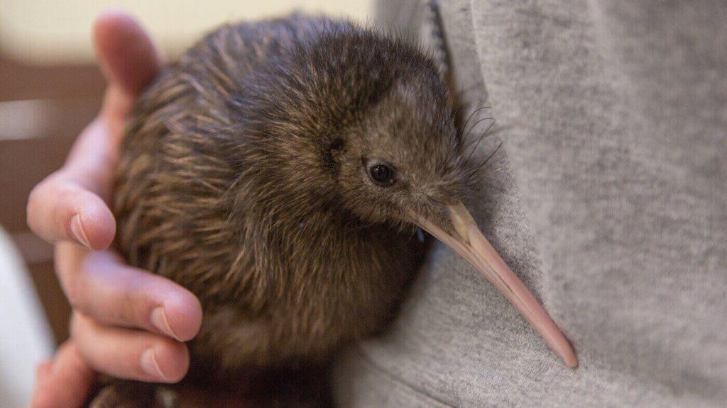 kiwi-bird-native-species-new-zealand