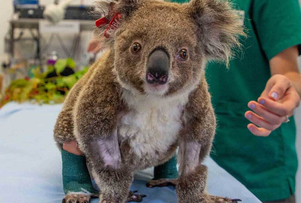 ember-koala