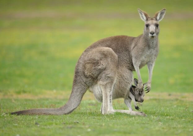 kangaroo-Joeys
