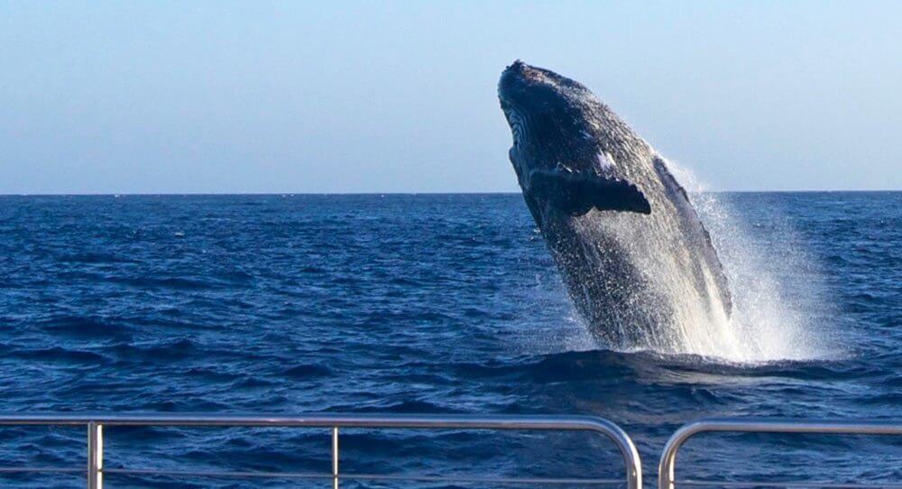 Whale-Watching-On-Kauai