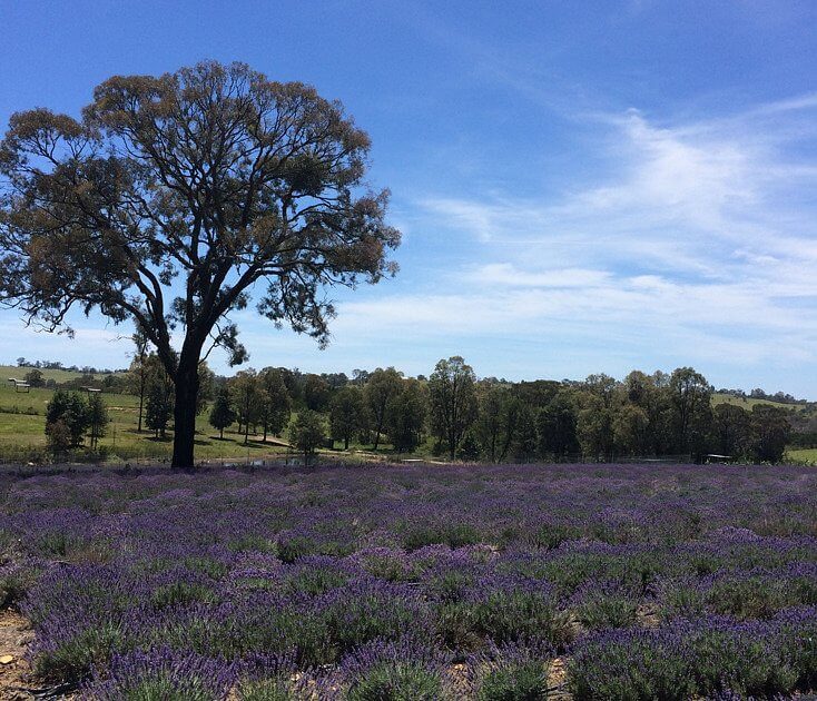 Herbicos-Lavender-Farm