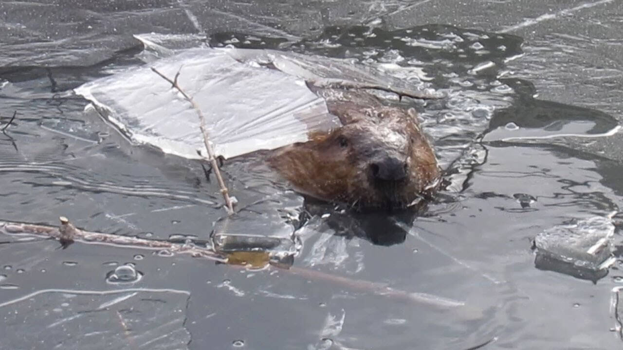 Beaver Breaks Through Ice-Covered Pond in Canada