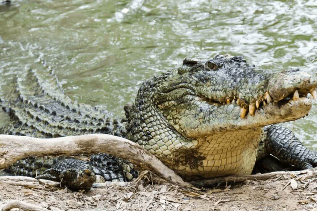 Estuarine-Crocodile-daintree-rainforest