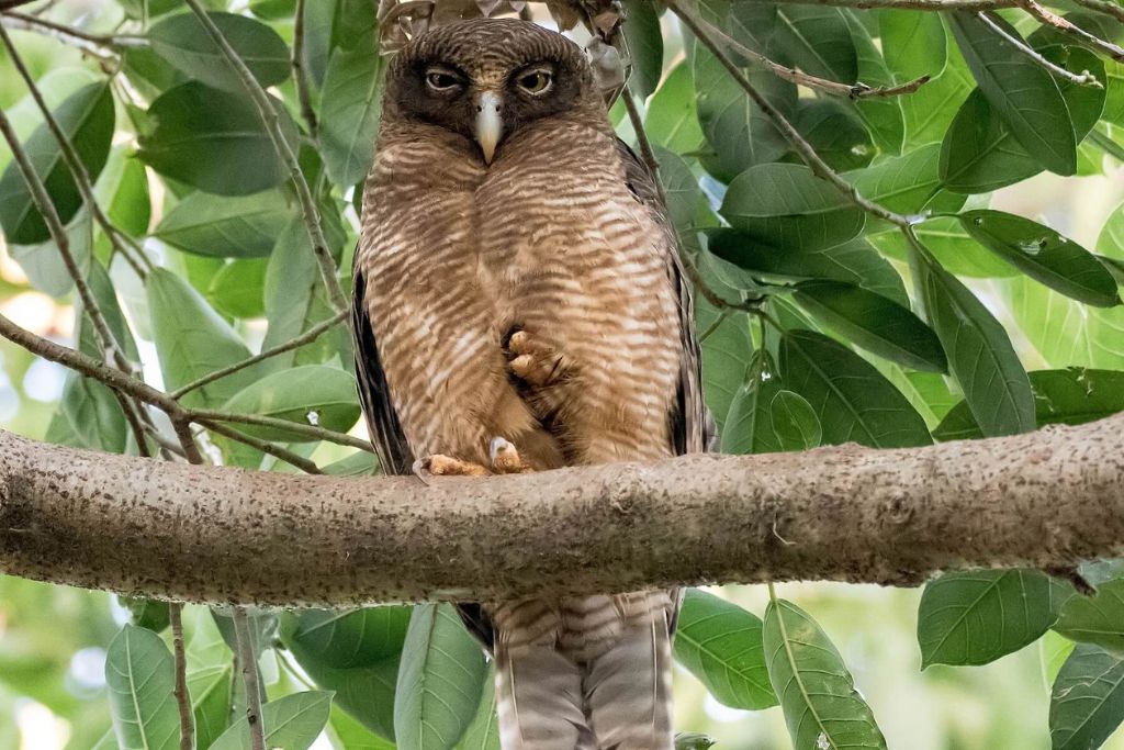 Rufous-Owl-daintree-rainforest-animals