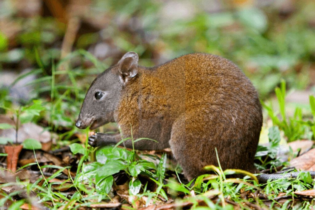 Musky-Rat-Kangaroo