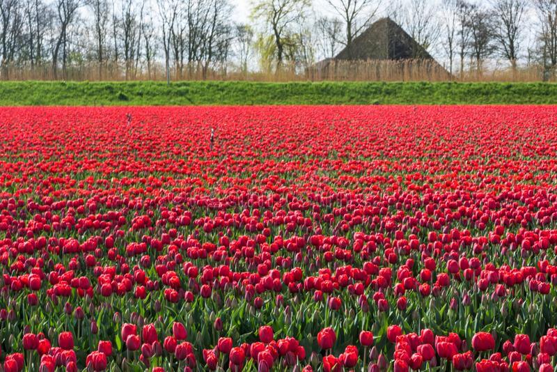Red-Tulips-Fields-In-West-Friesland