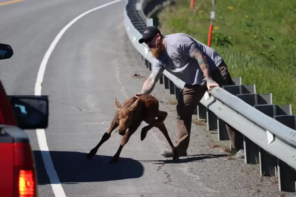 Man-Helps-Exhausted-Baby-Moose-Cross-The-Road 