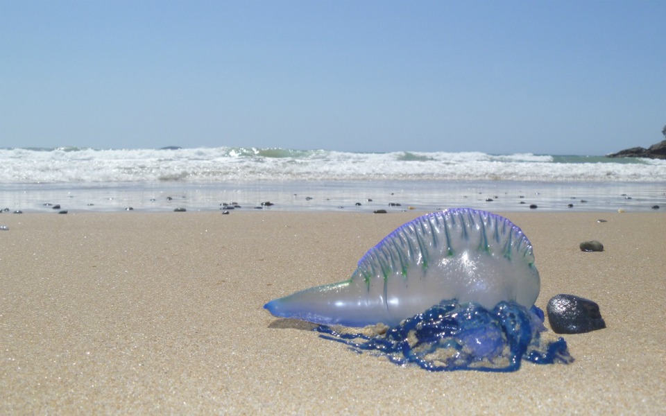 Bluebottle-Jellyfish