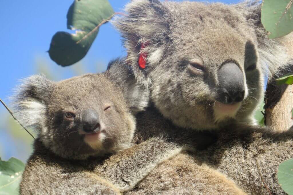 ember-koala-bushfire-survivor-and-her-joey