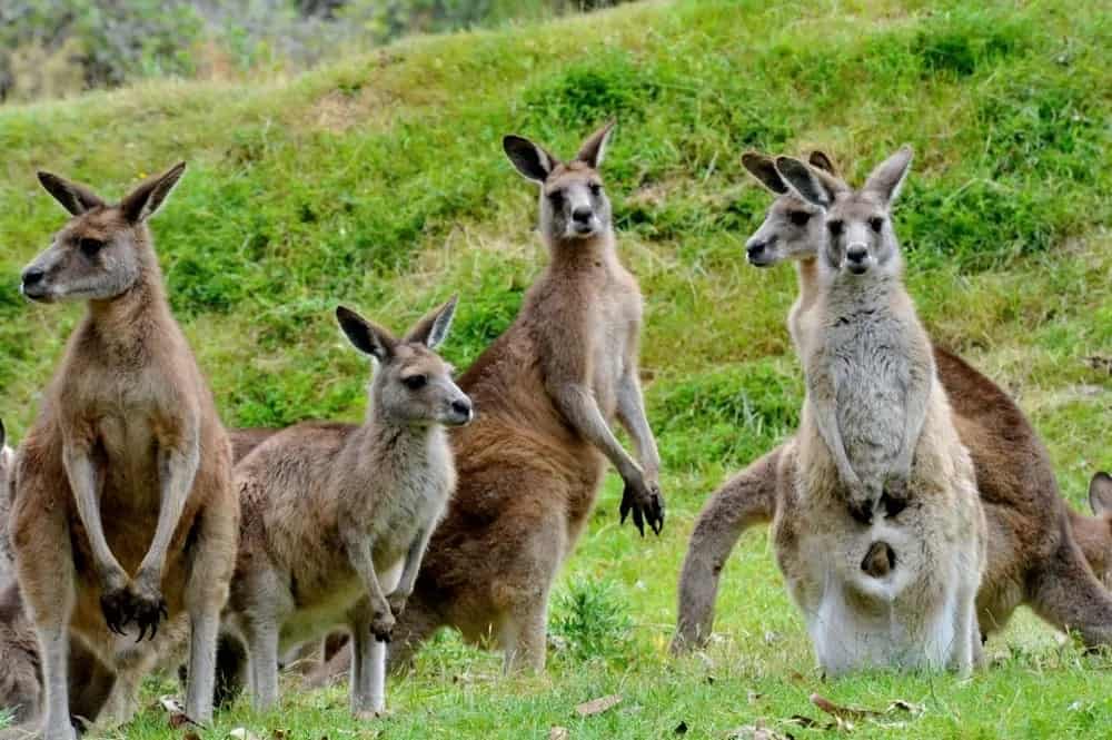 types-of-kangaroo