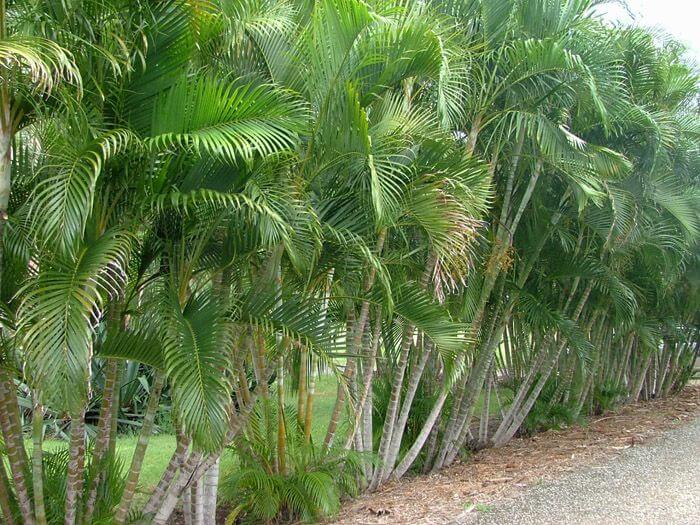 hawaii-palm-tree-types