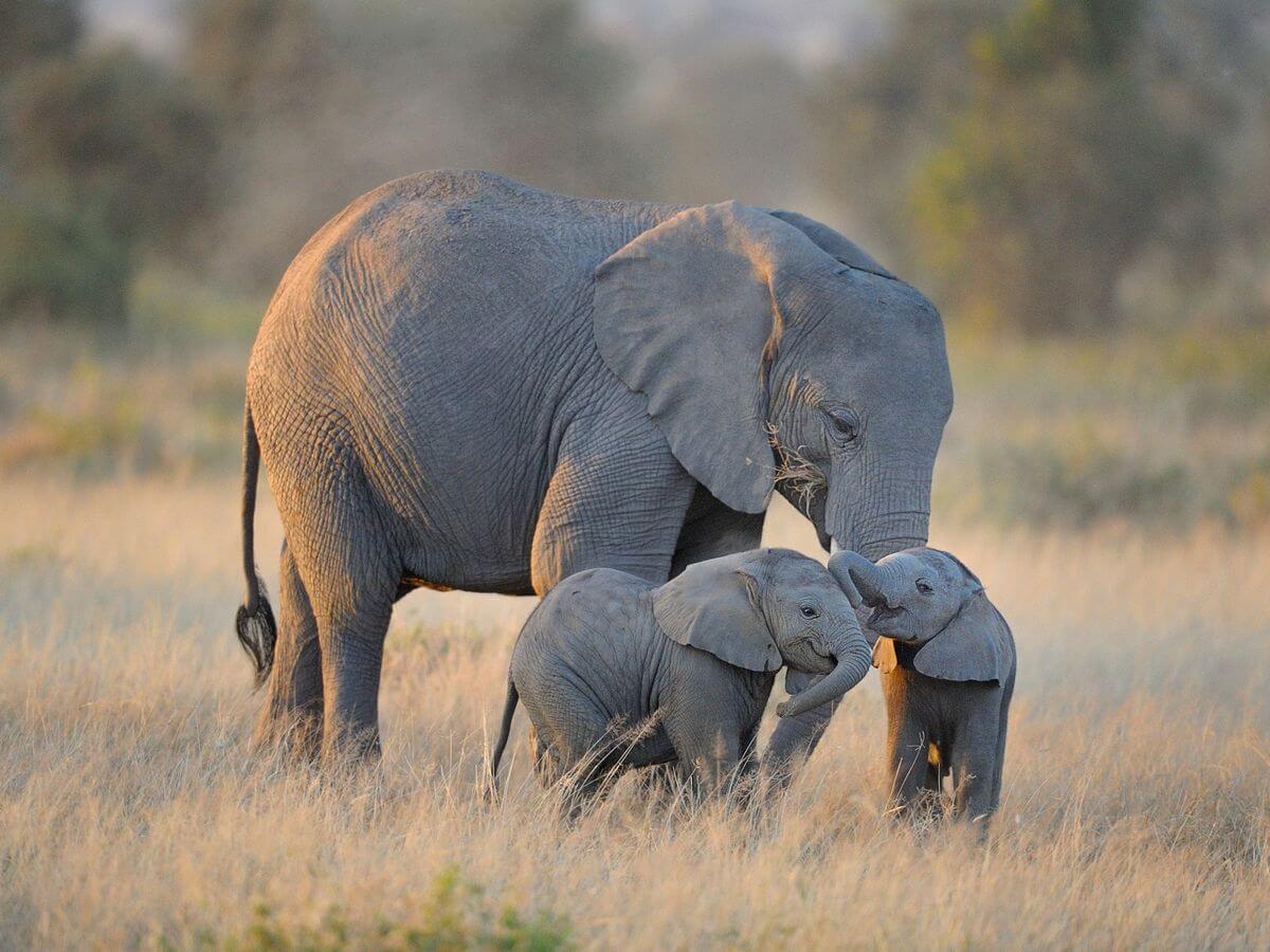 Two-elephant-twins-with-adult-elephant-Amboseli-National-Park-Kenya