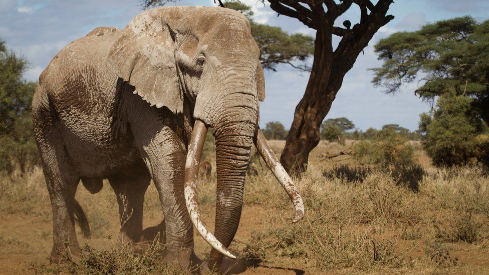 elephant-africa-kenya