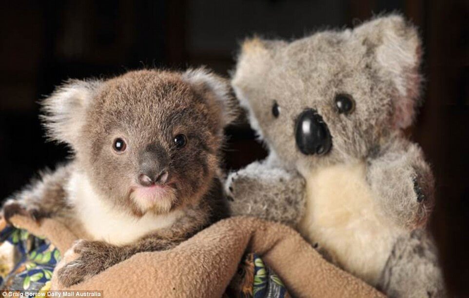 baby-Koala-best-friend-teddy-bear