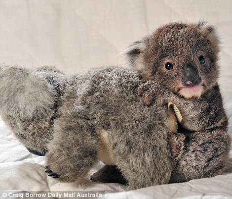 baby-Koala-best-friend-teddy-bear