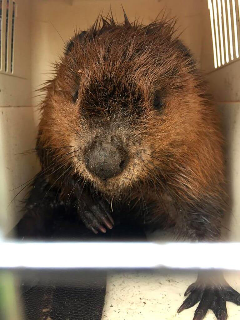 beaver-rescued