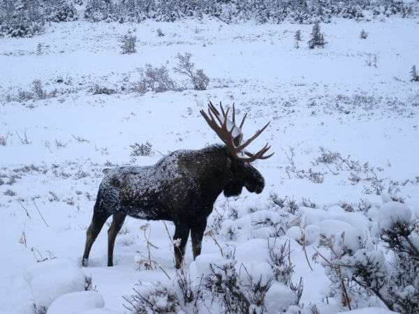 moose-winter