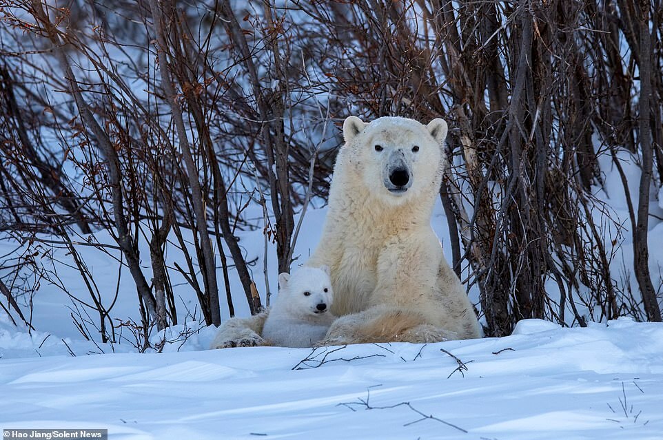 polar-bear-cubs-cuddling-mother