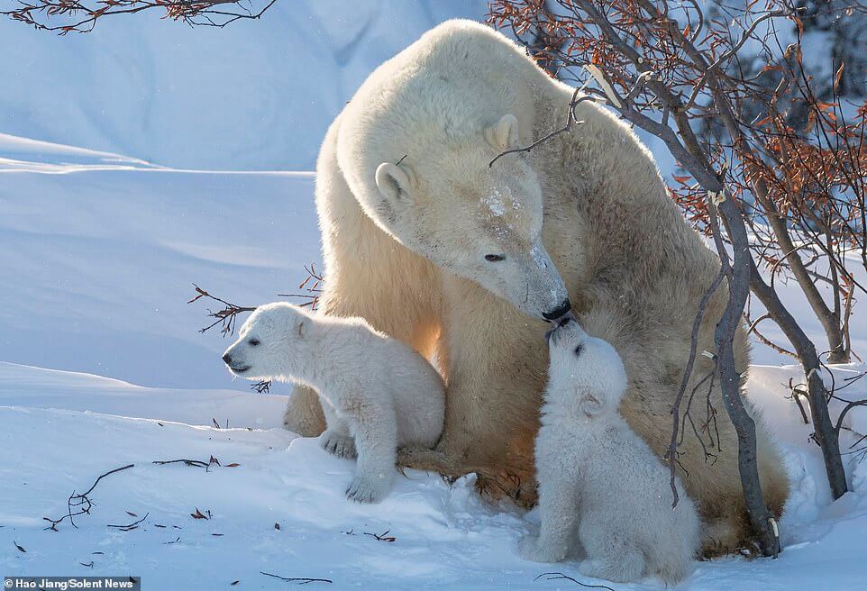 polar-bear-cubs-cuddling-mother