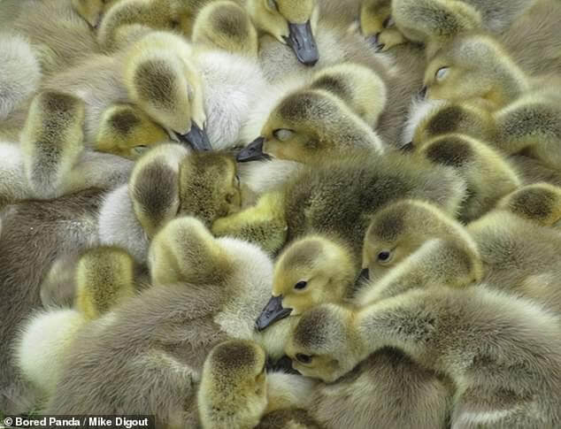 Mother-Goose-Takes-Care-of-47-Babies