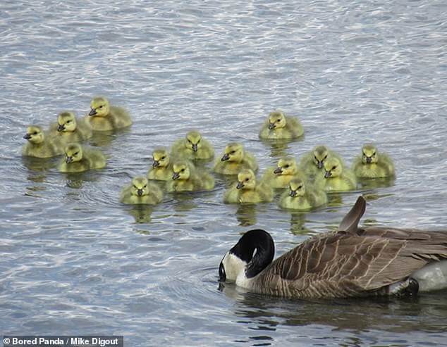 Mother-Goose-Takes-Care-of-47-Babies