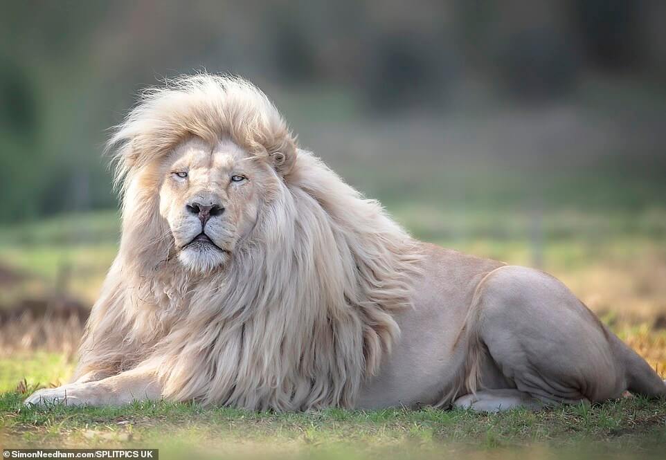 White-Lion-South-Africa