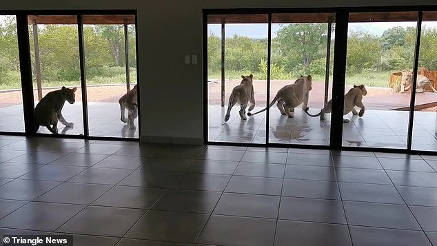 lions-enter-housse-in-south-africa
