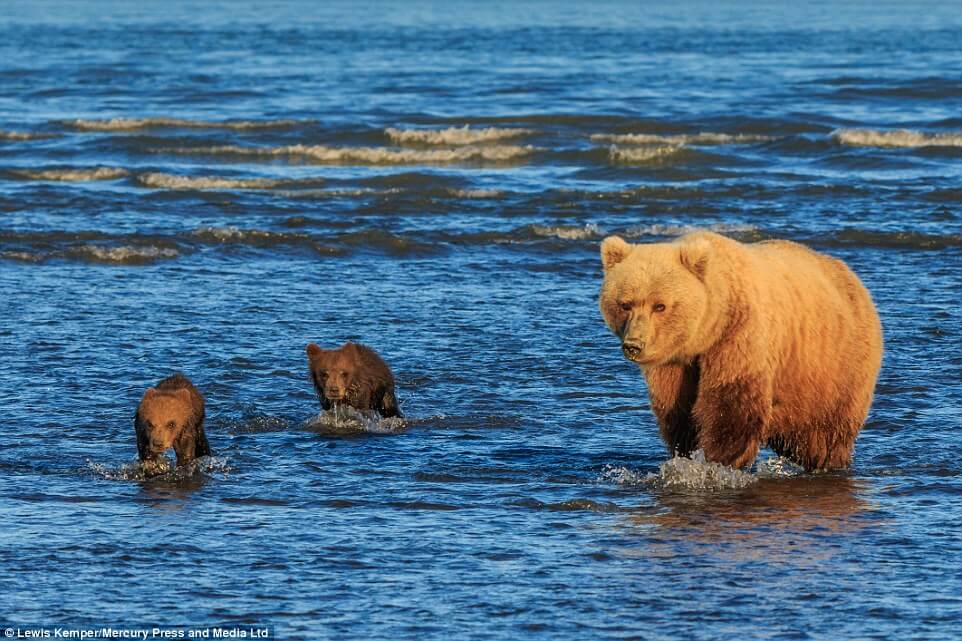 bear-cubs-holding-hands-while-their-mother-hunts-for-food