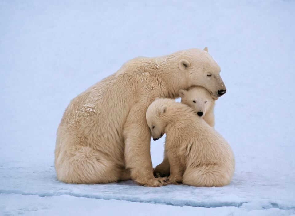 polar-bears-family