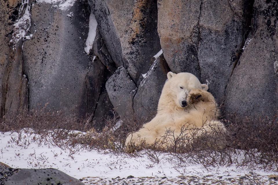 polar-bears-in-Churchill-safe