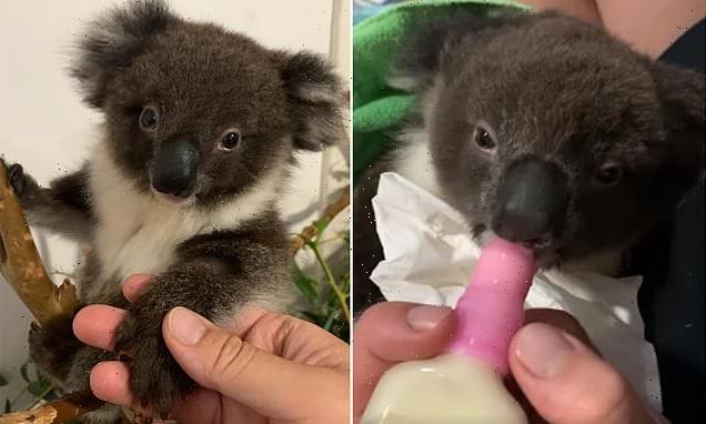 Adorable-video-of-Cherry-the-koala-eagerly-slurping-on-bottle-of-milk
