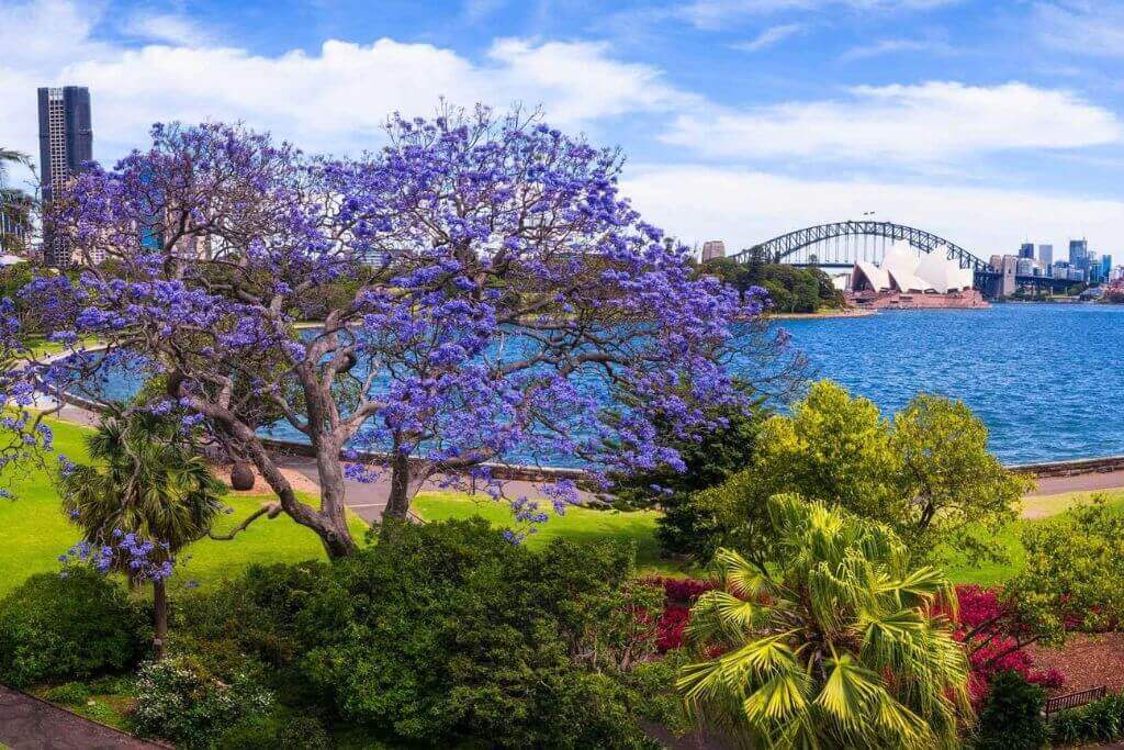Royal-Botanic-Garden-Sydney-picnic-grounds