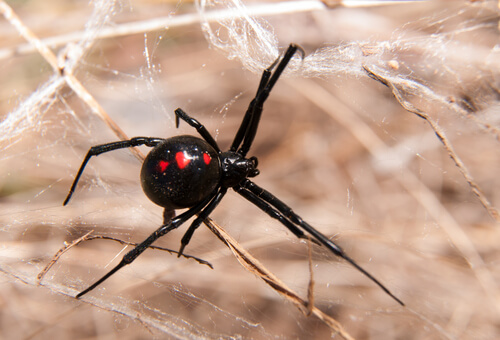 Black-Widow-spider