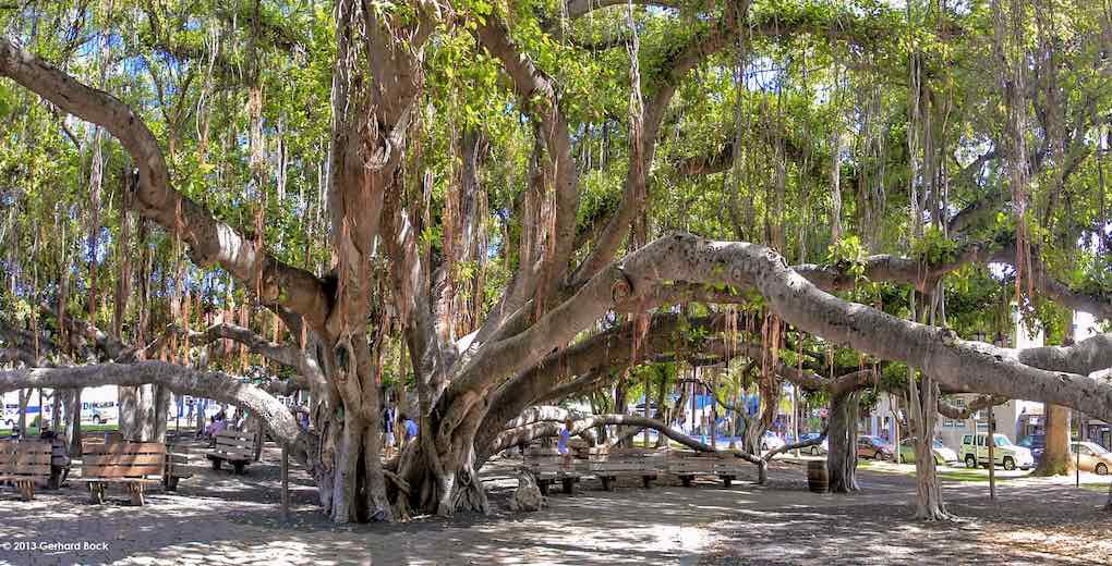 Banyan-Tree-Maui